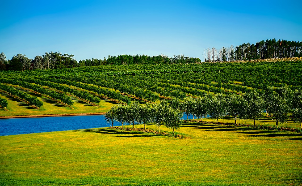 Image - uruguay orchard trees canal water