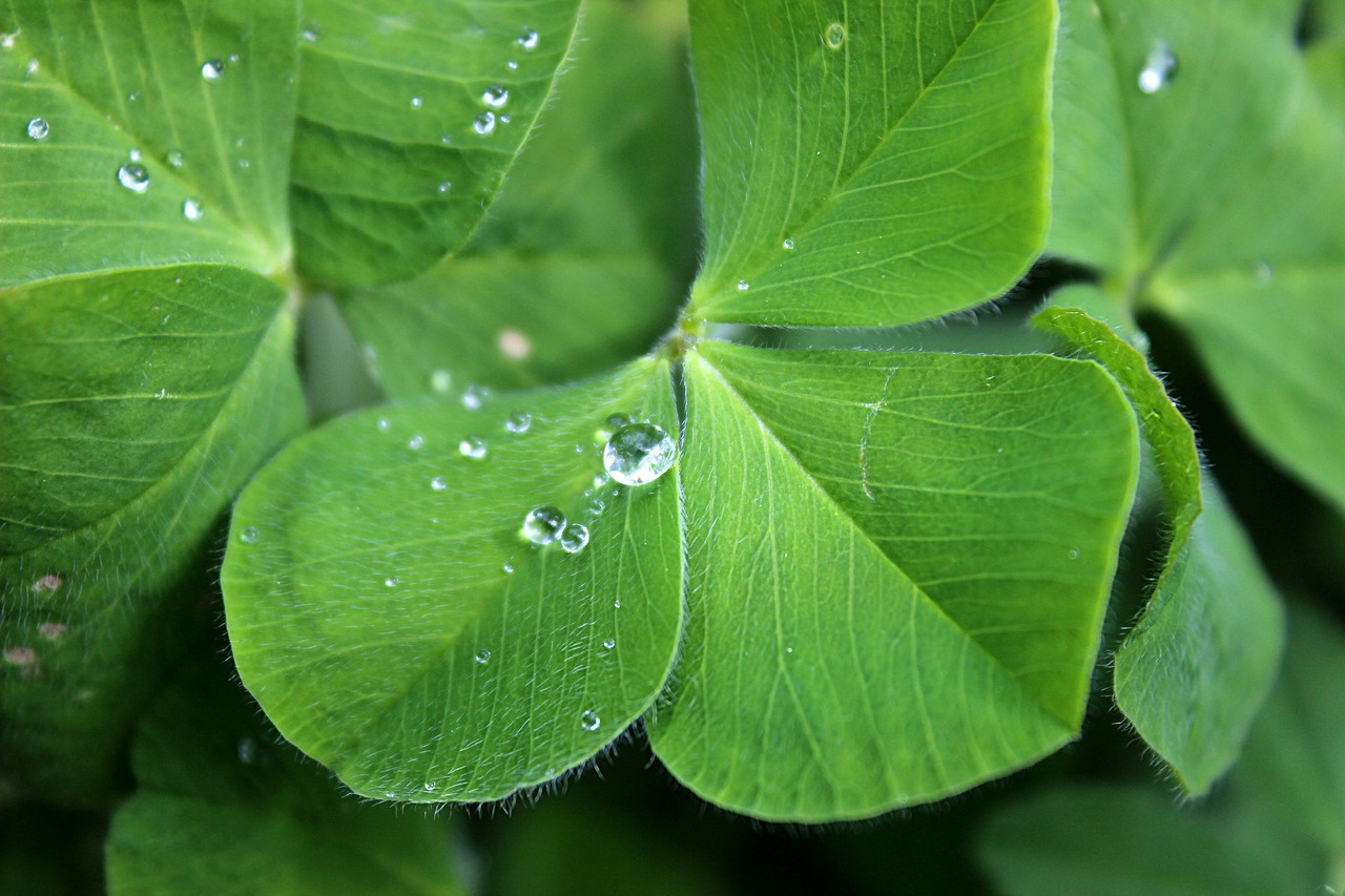 Image - four leaf clover luck green water