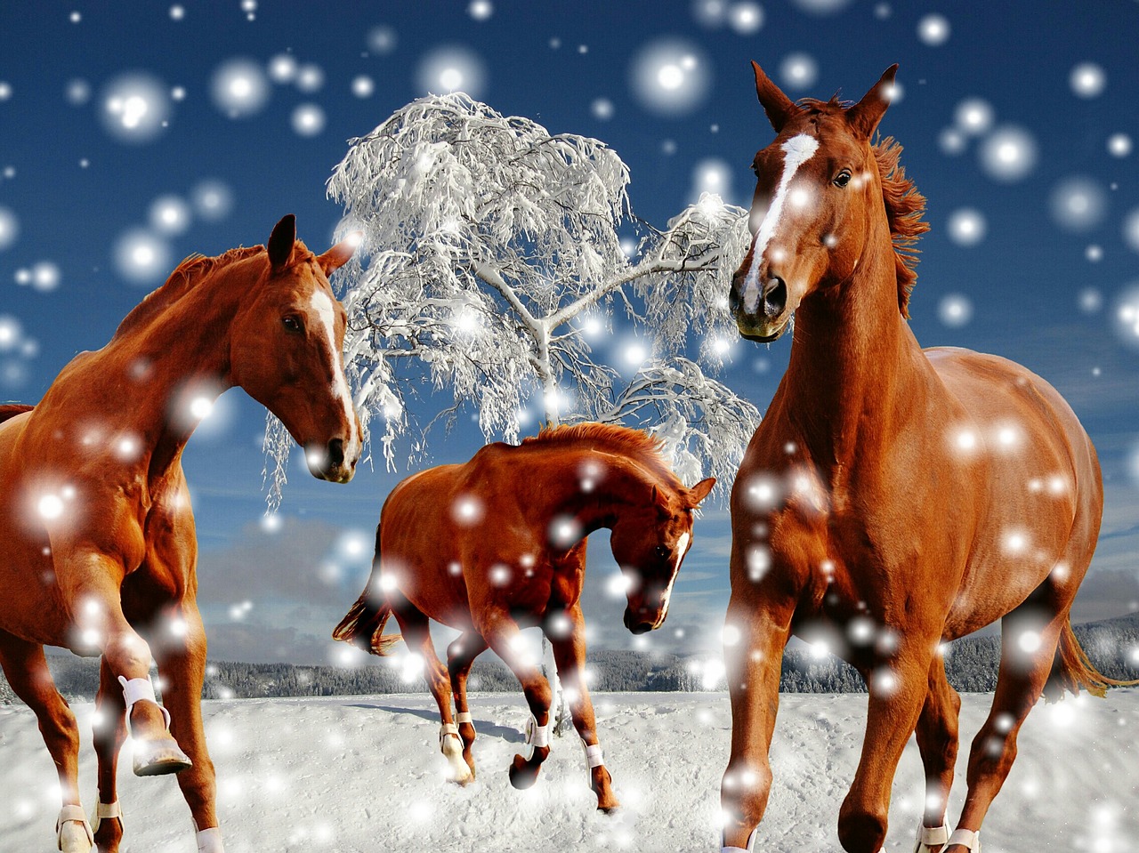 Image - horses coupling winter snow play