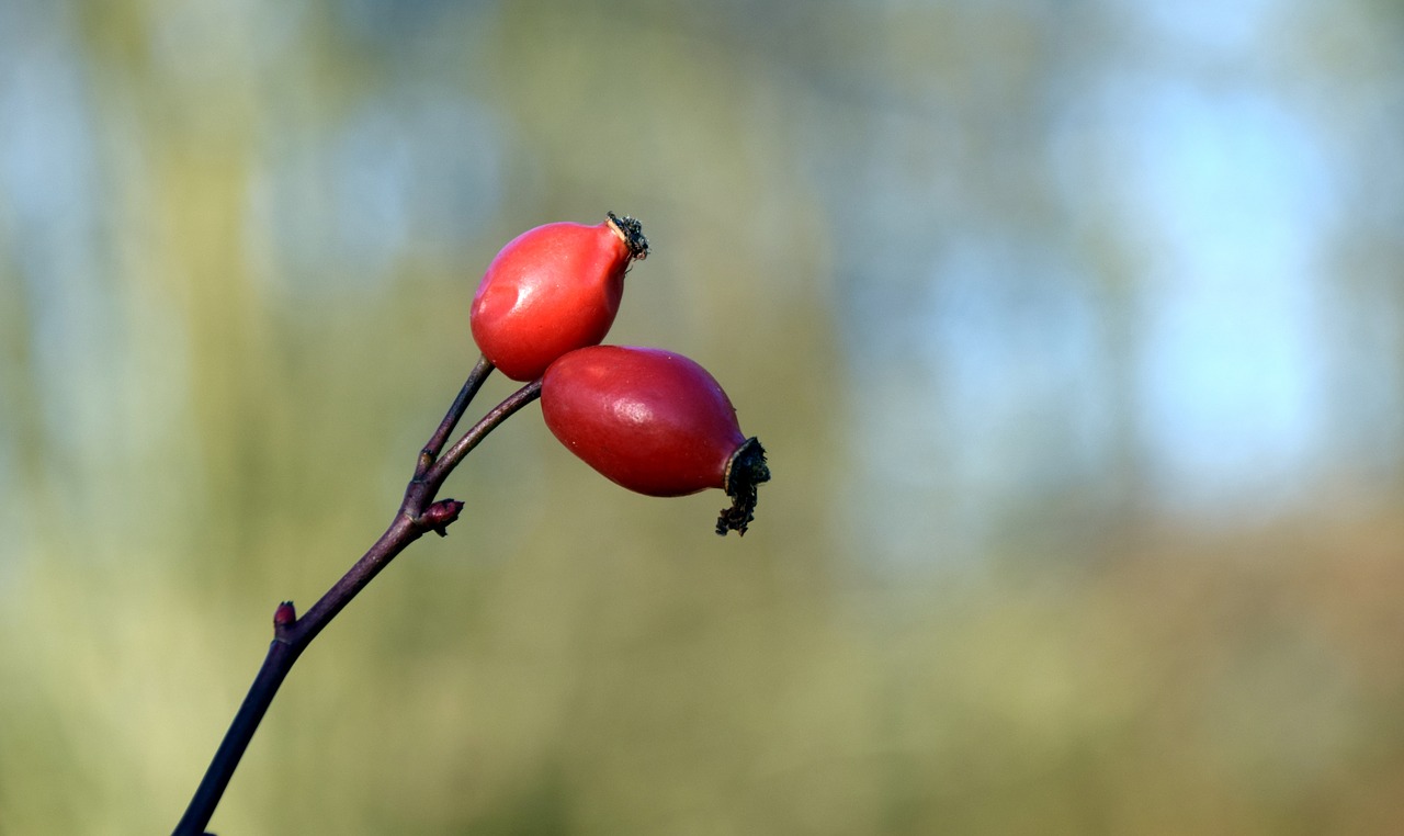 Image - rose hip red nature wild rose