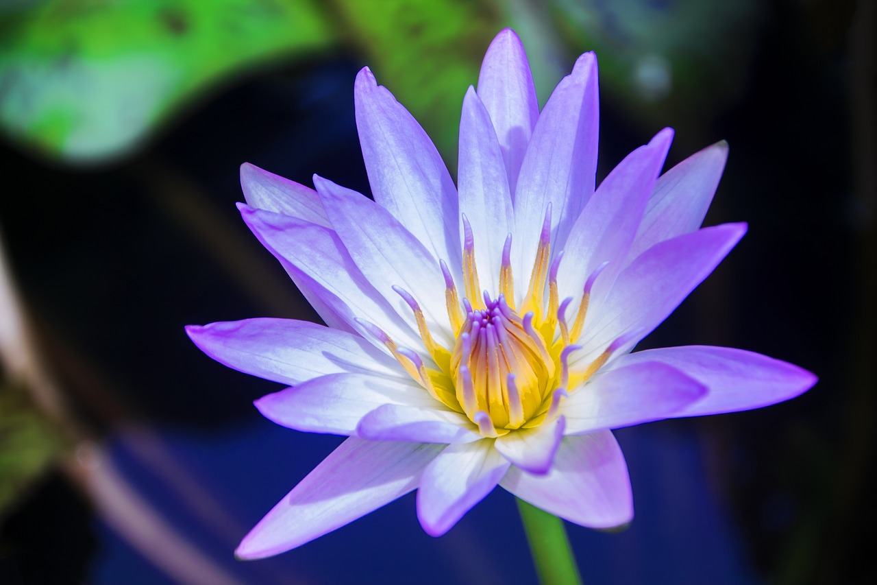 Image - lotus water lily bud pond flower