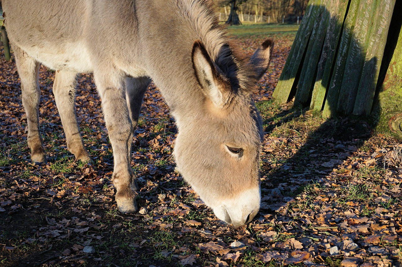 Image - donkey animals nature rural cute