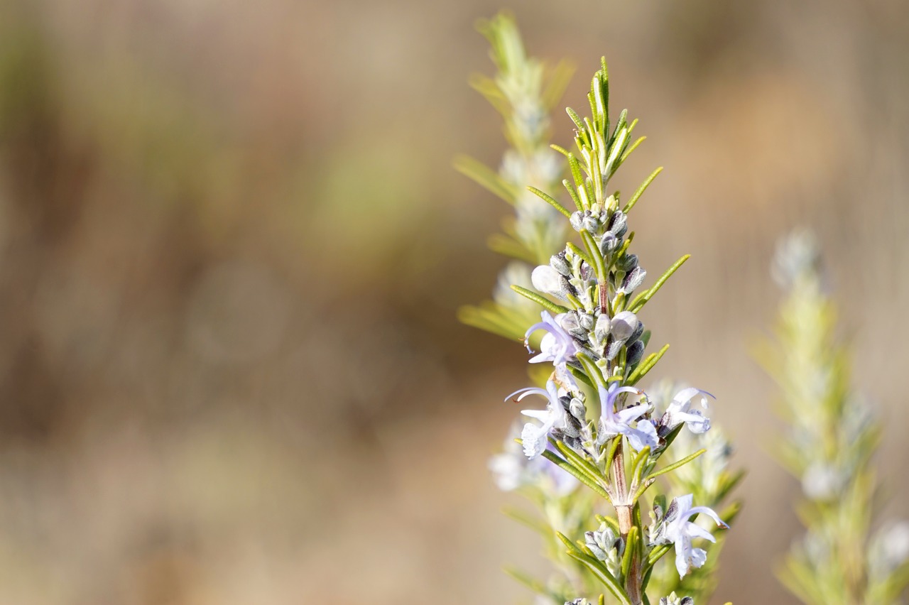 Image - rosemary plant vegetation mount