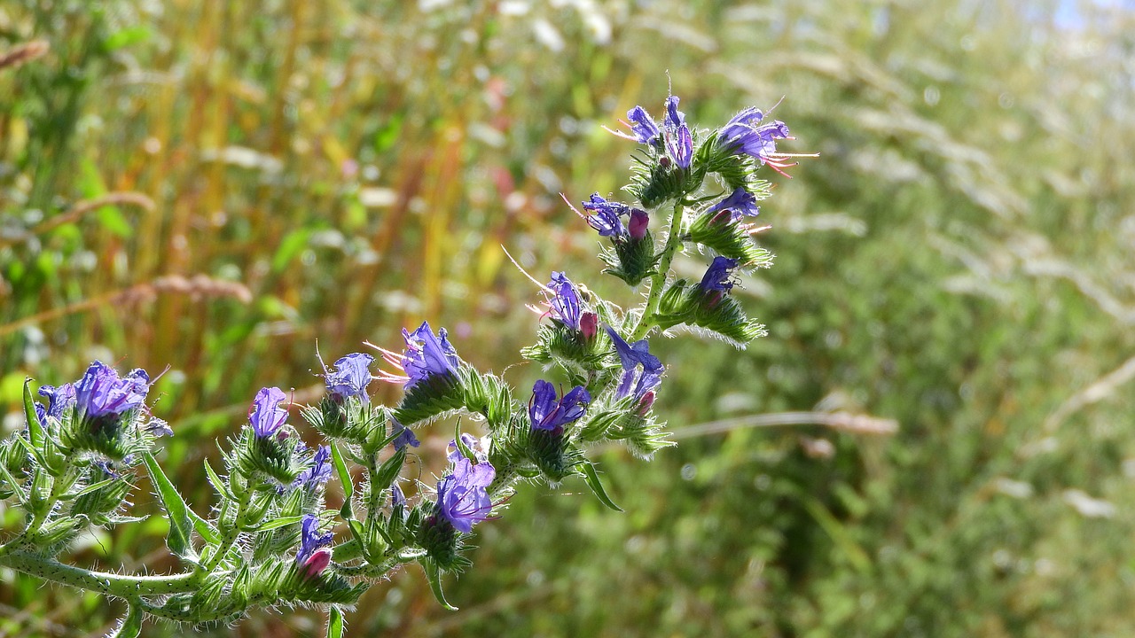 Image - hadinec echium purple flowers