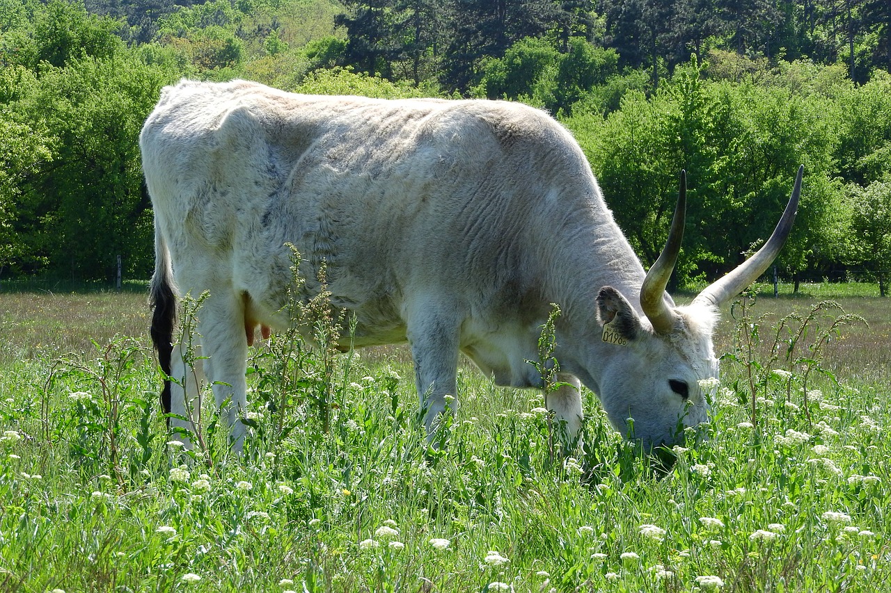 Image - scot corners long cow hungary