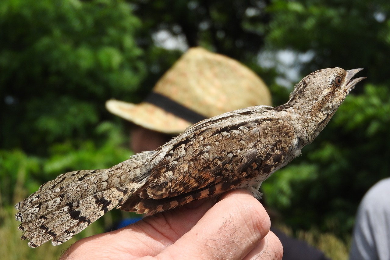 Image - wryneck ornithology jynx torquilla