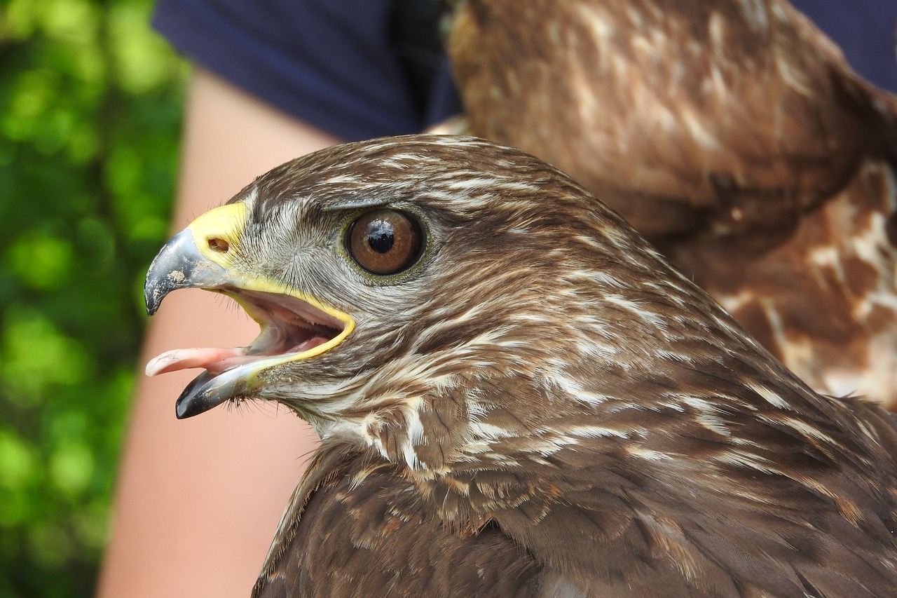 Image - beak buzzard head wild predator