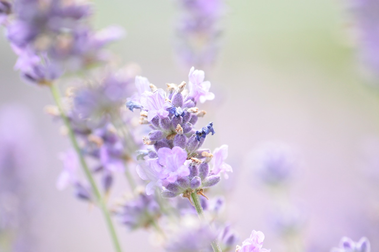 Image - lavender summer violet