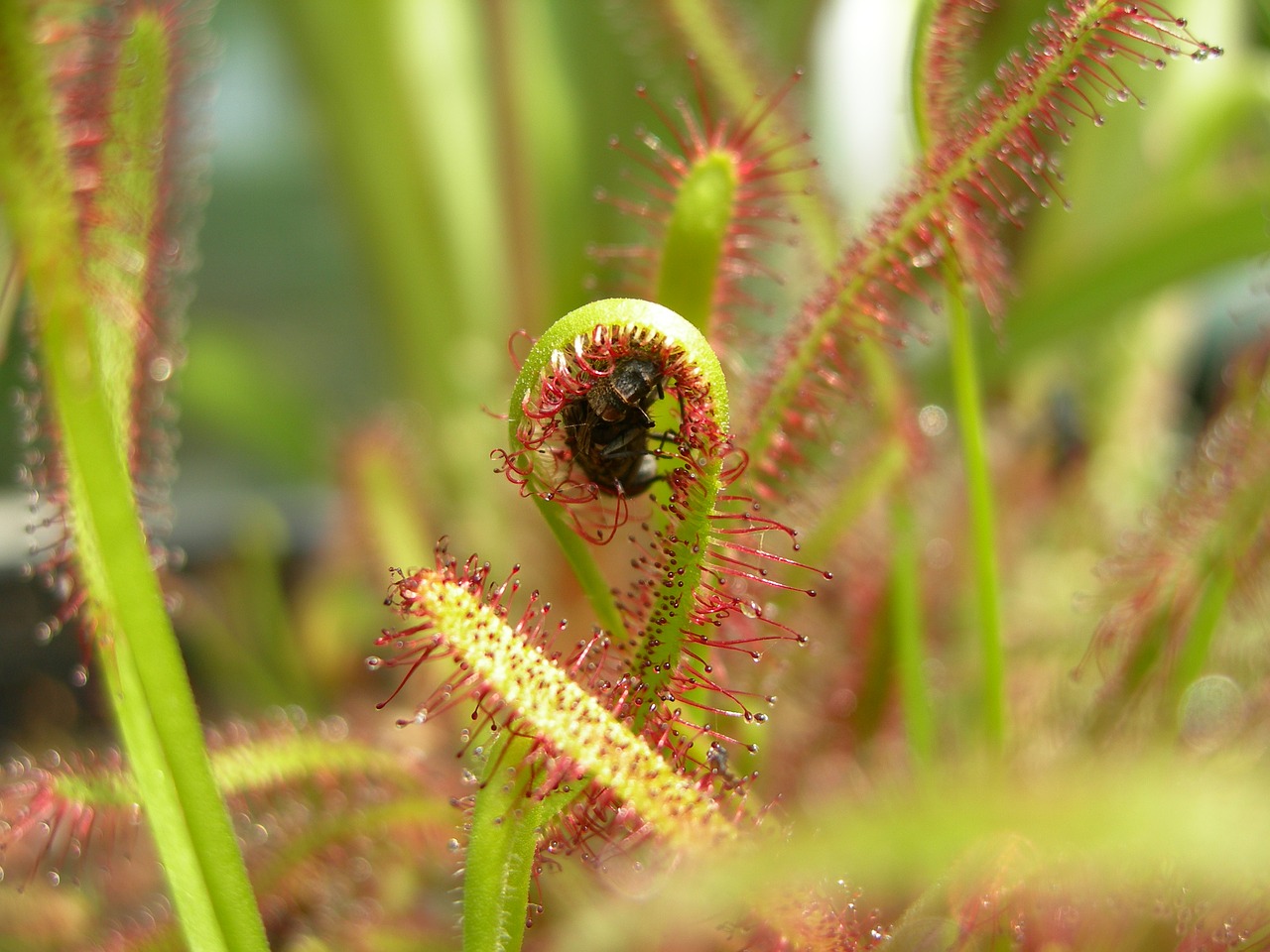 Image - plants carnivorous plants