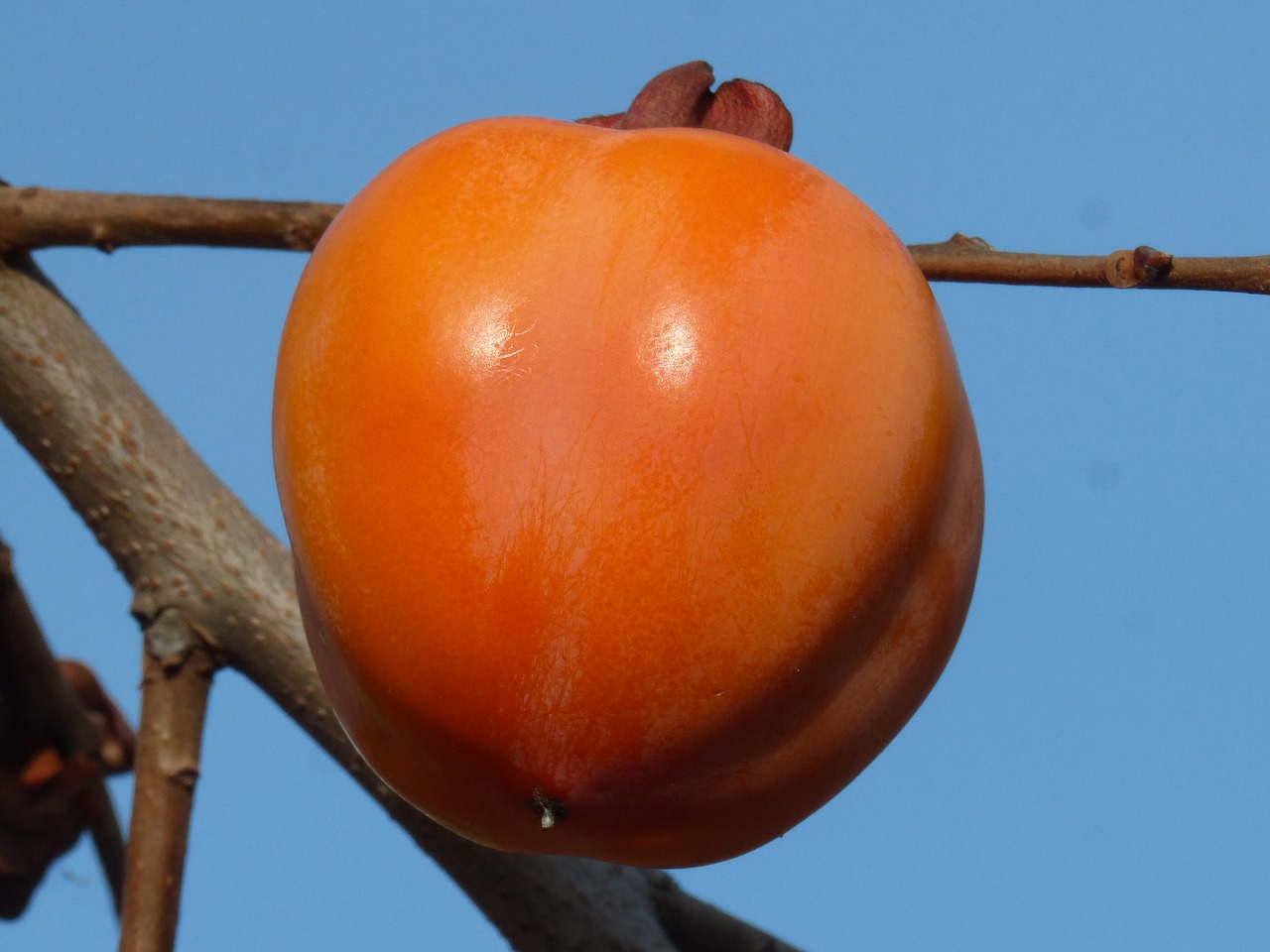 Image - khaki rosewood autumn fruit sky