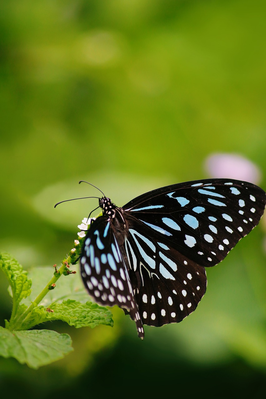 Image - nature butterfly green wild