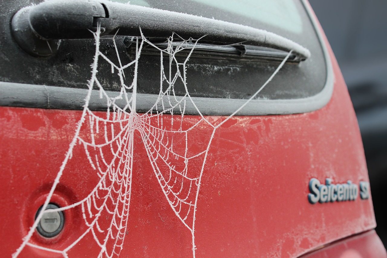 Image - cobweb frost hoarfrost cold