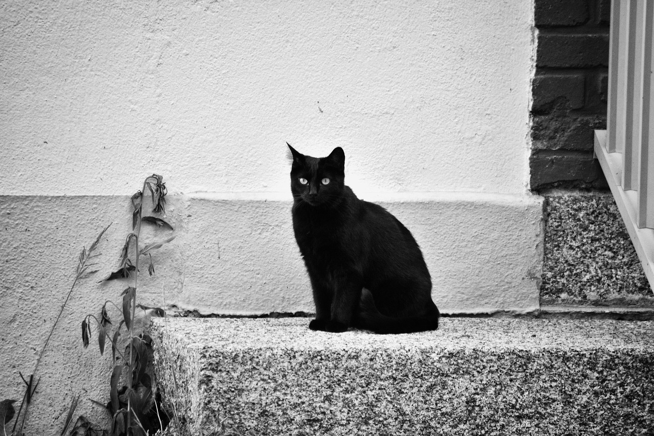 Image - cat feline black animal