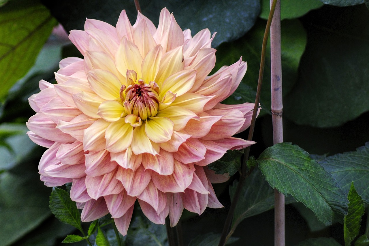 Image - dahlia flamed autumn autumn dahlias