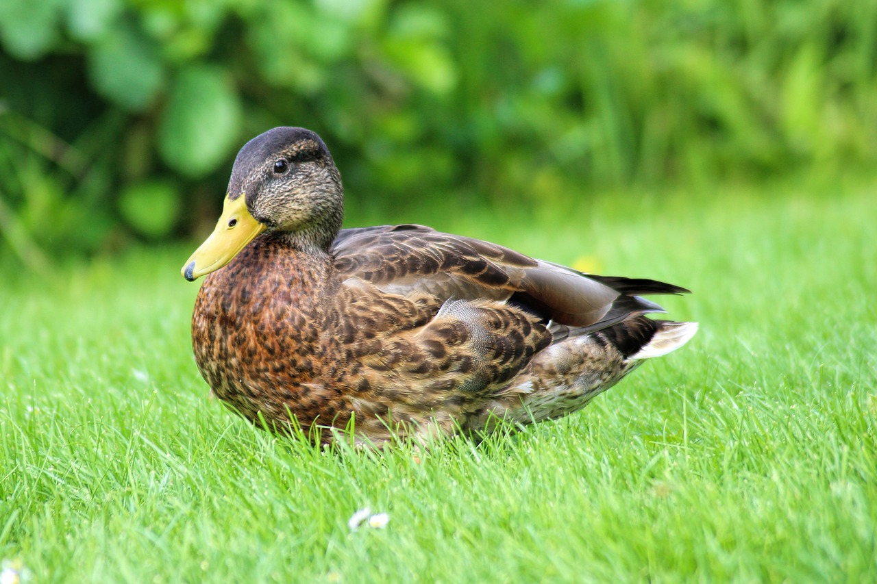 Image - duck mallard plumage water bird