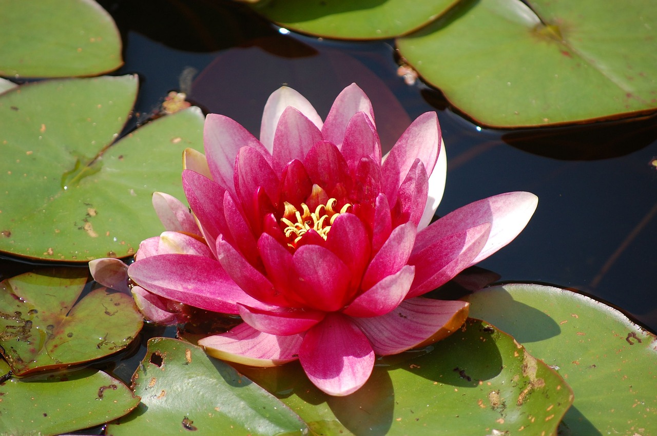 Image - water lily dortmund flower pond