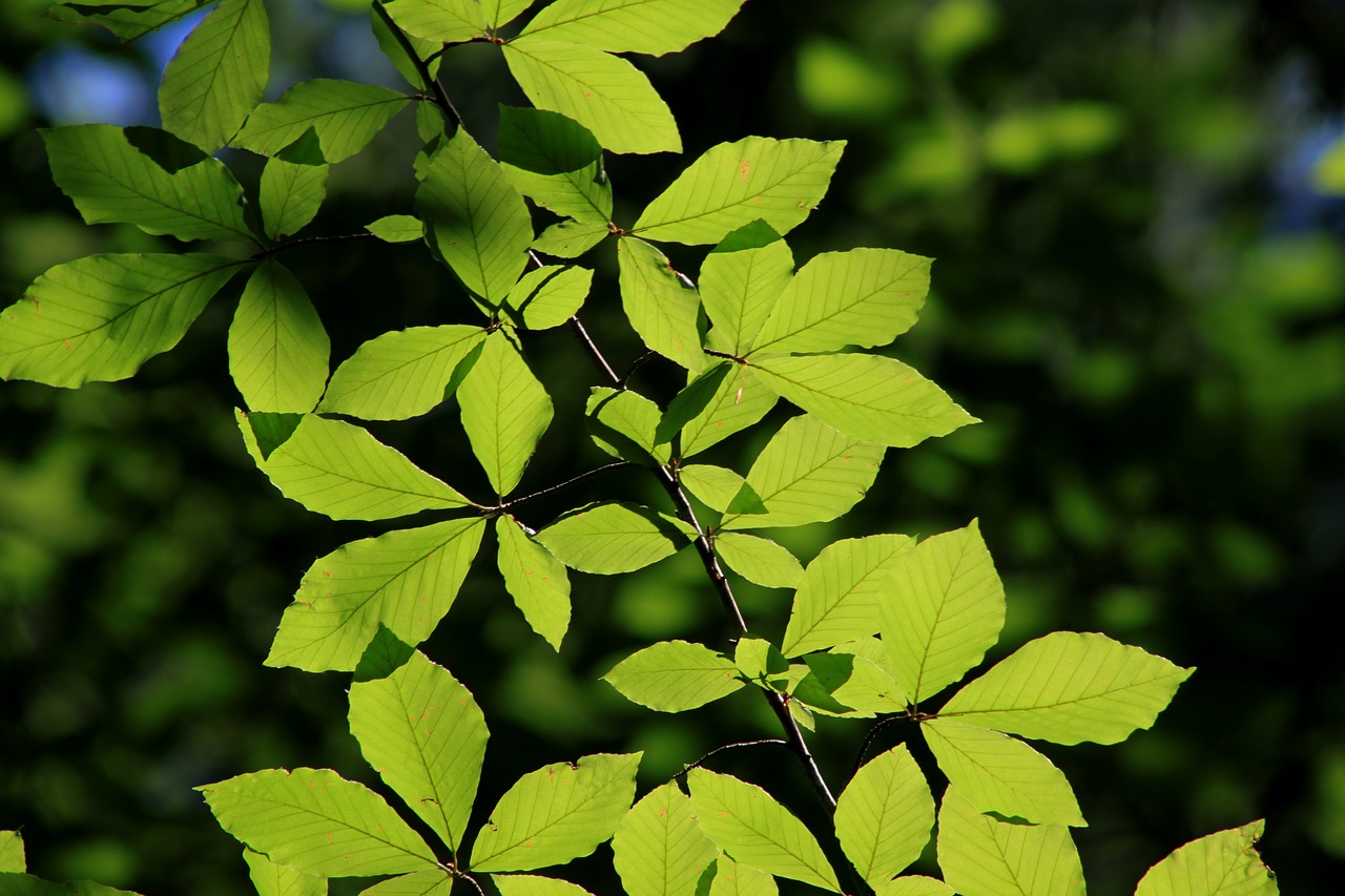 Image - leaves reverse light tree nature