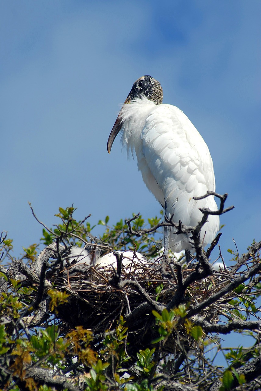 Image - wood stork nesting nest babies