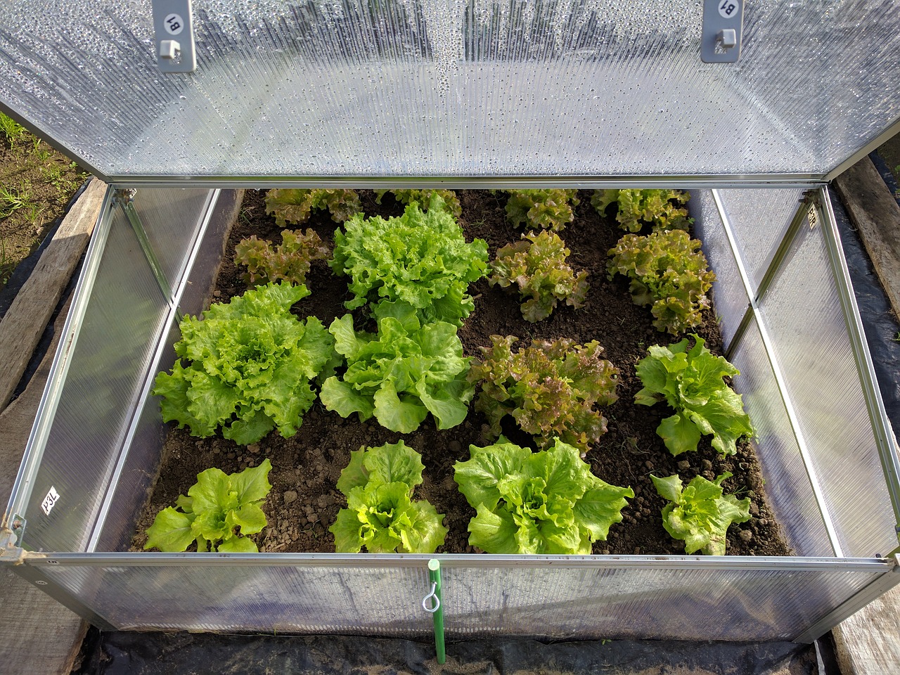 Image - mini greenhouse lettuce vegetable