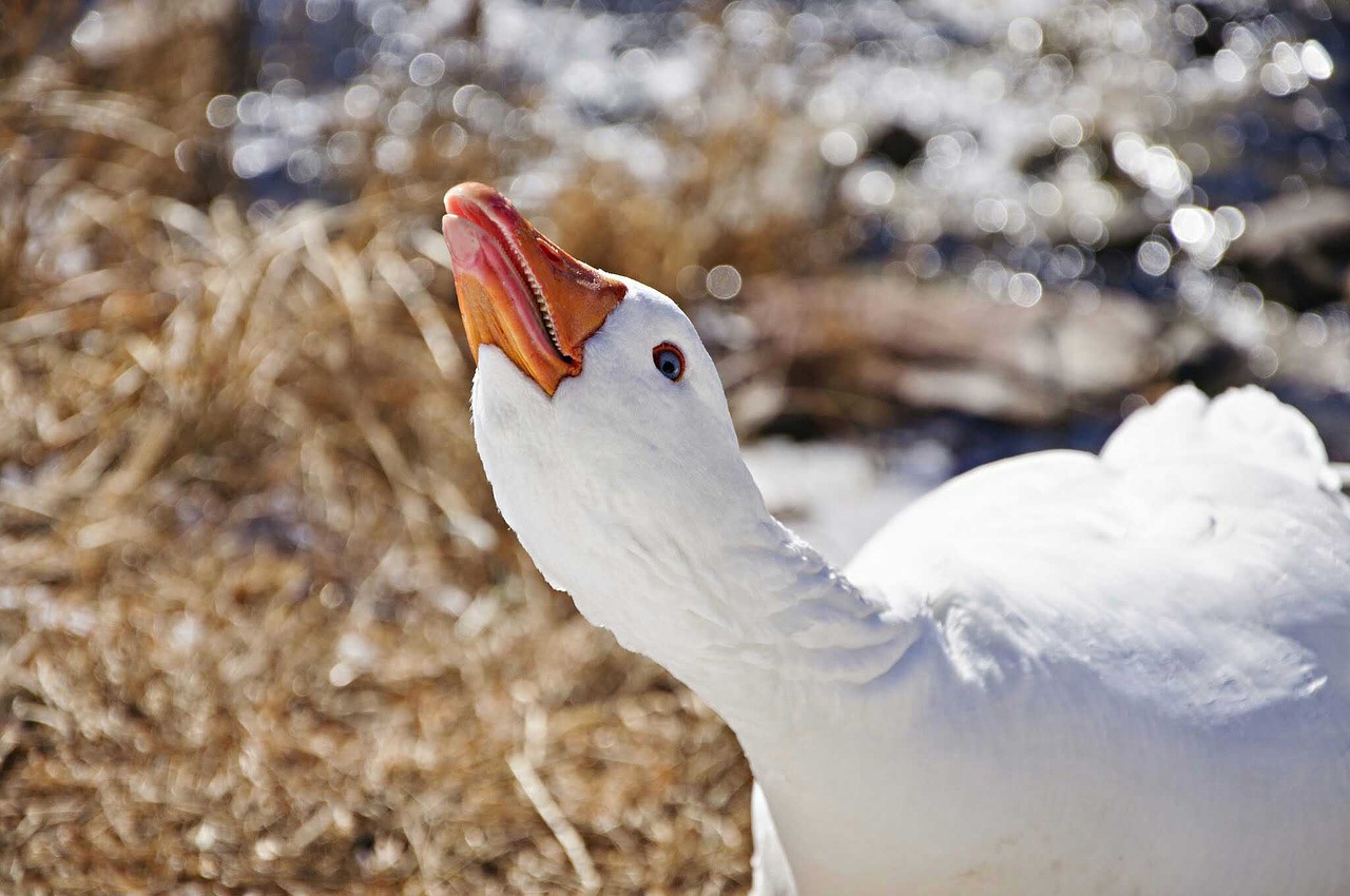 Image - goose bird wildlife fowl water