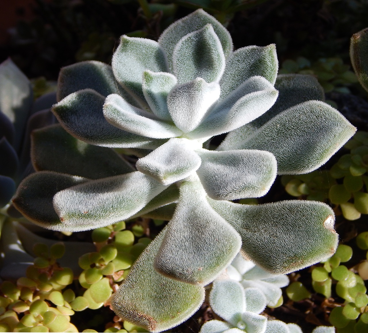 Image - panda plant succulent houseplant