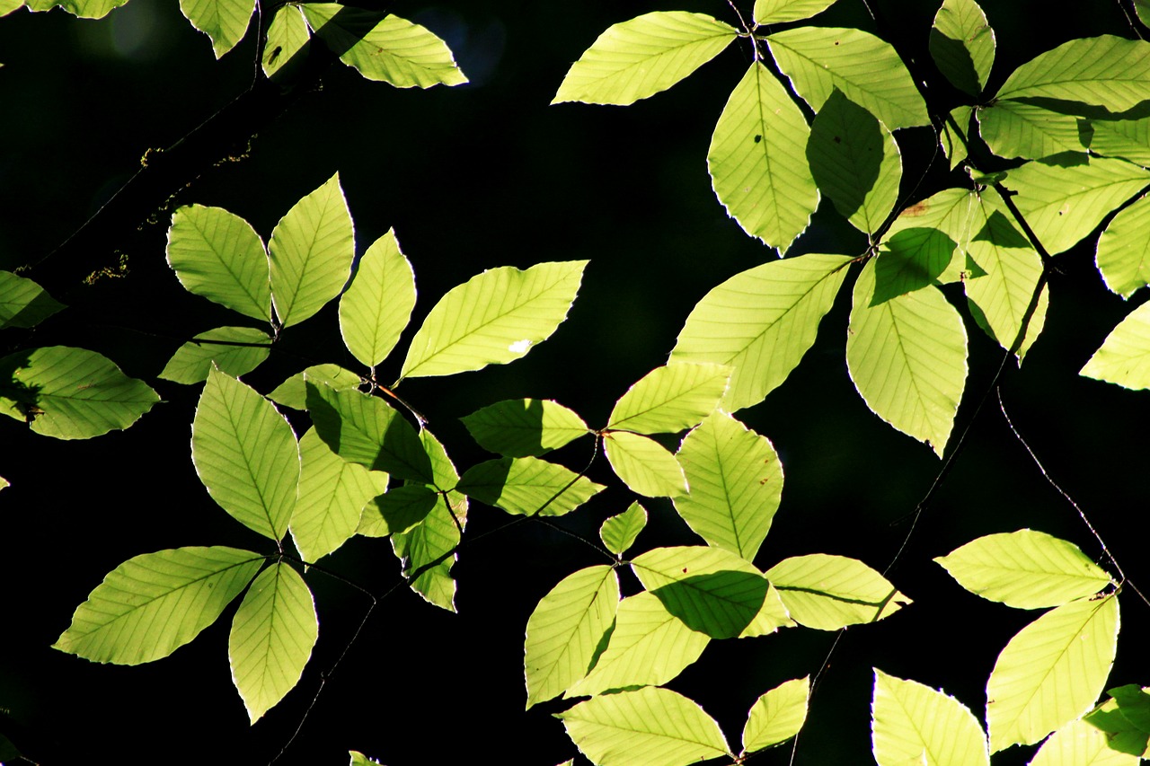 Image - leaves reverse light green branch