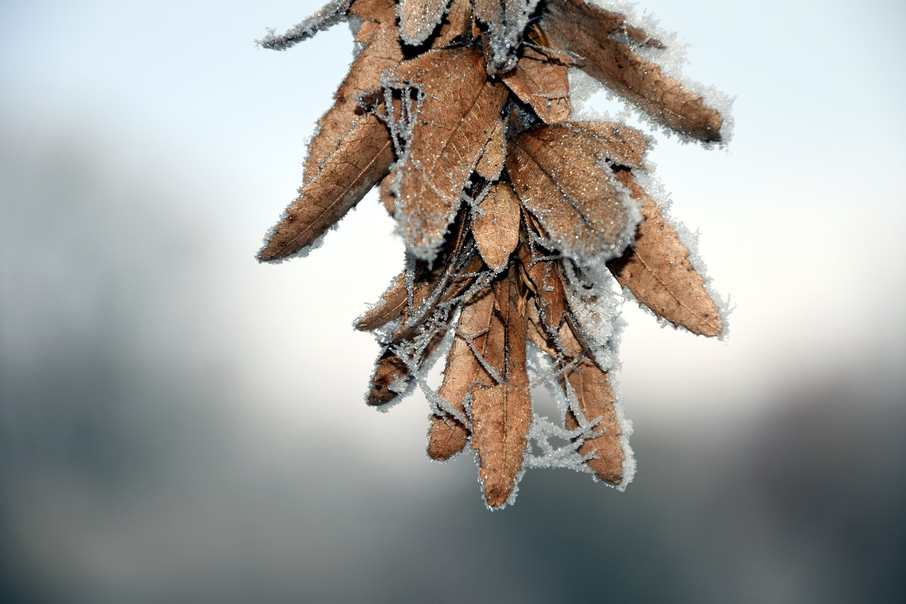 Image - seeds cold frost eiskristalle