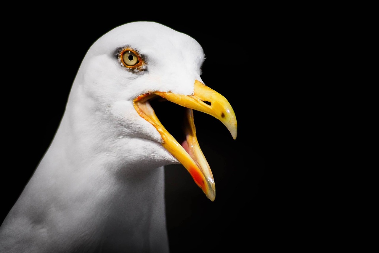 Image - hamburg seagull alster