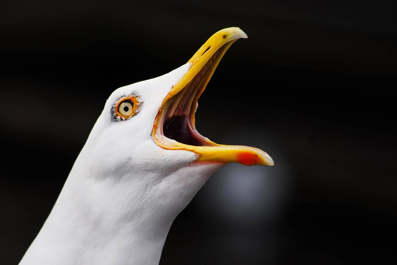 Image - alster hamburg seagull