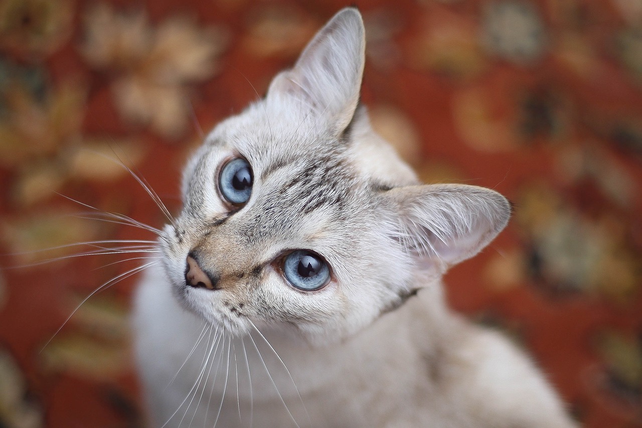 Image - cat white blue eyes feline look up