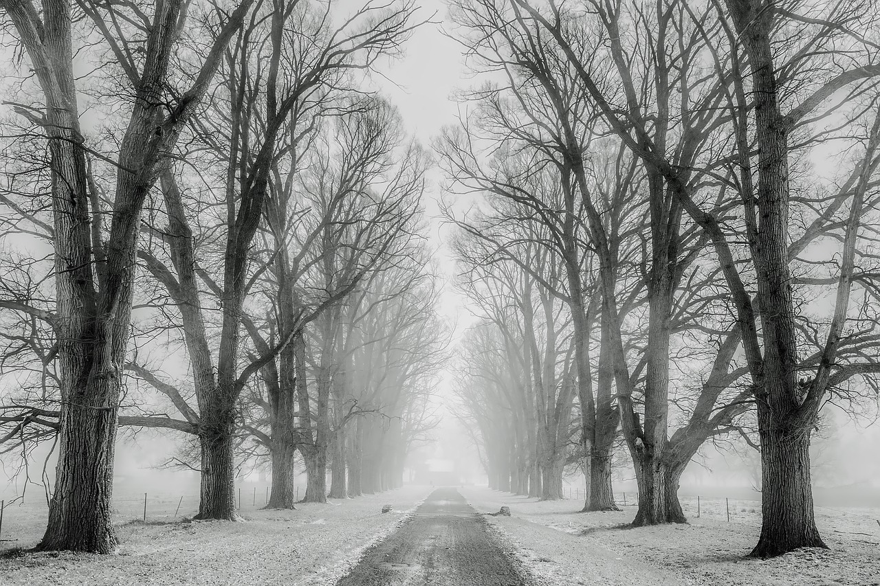 Image - winter snow trees road travel