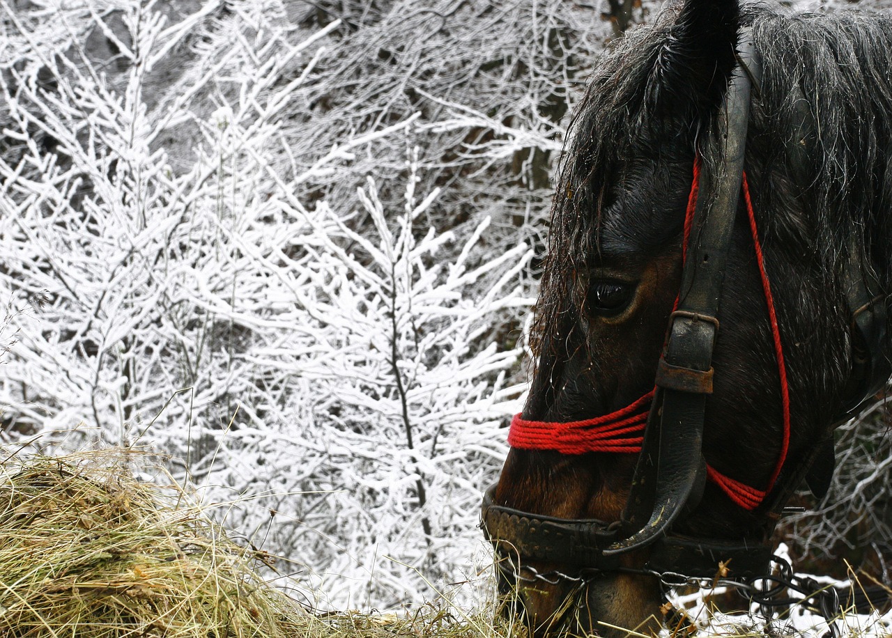 Image - horse black winter snow magic