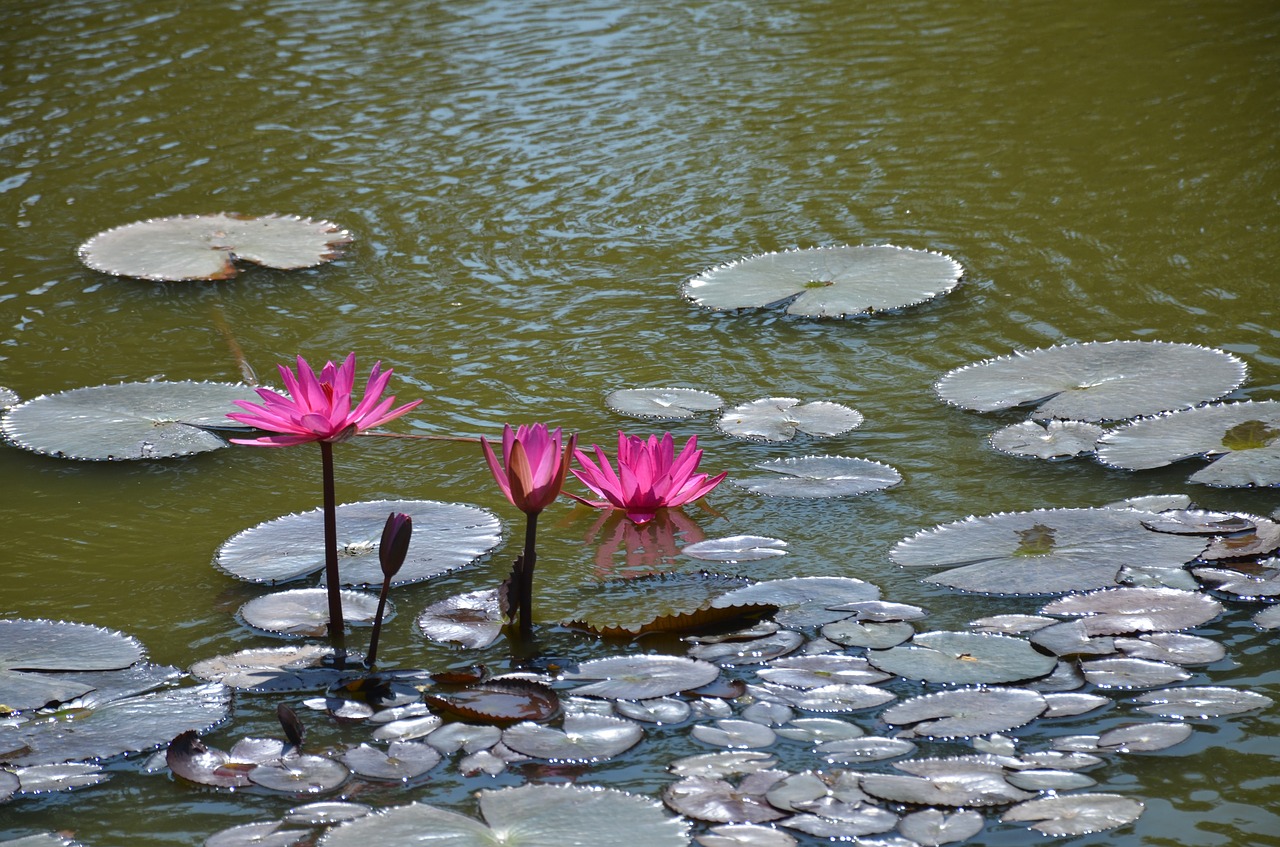 Image - lilies water f flower pond