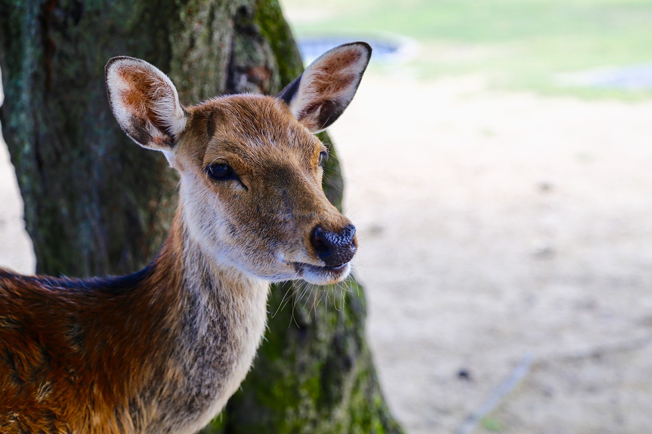 Image - japan nara deer park animal city