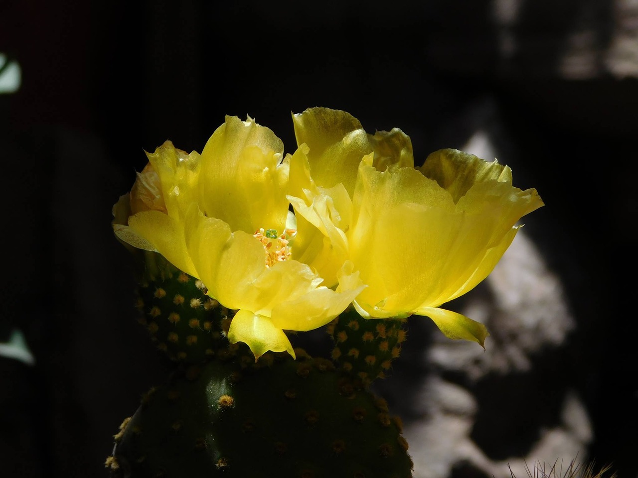 Image - cactus flowers flower nature