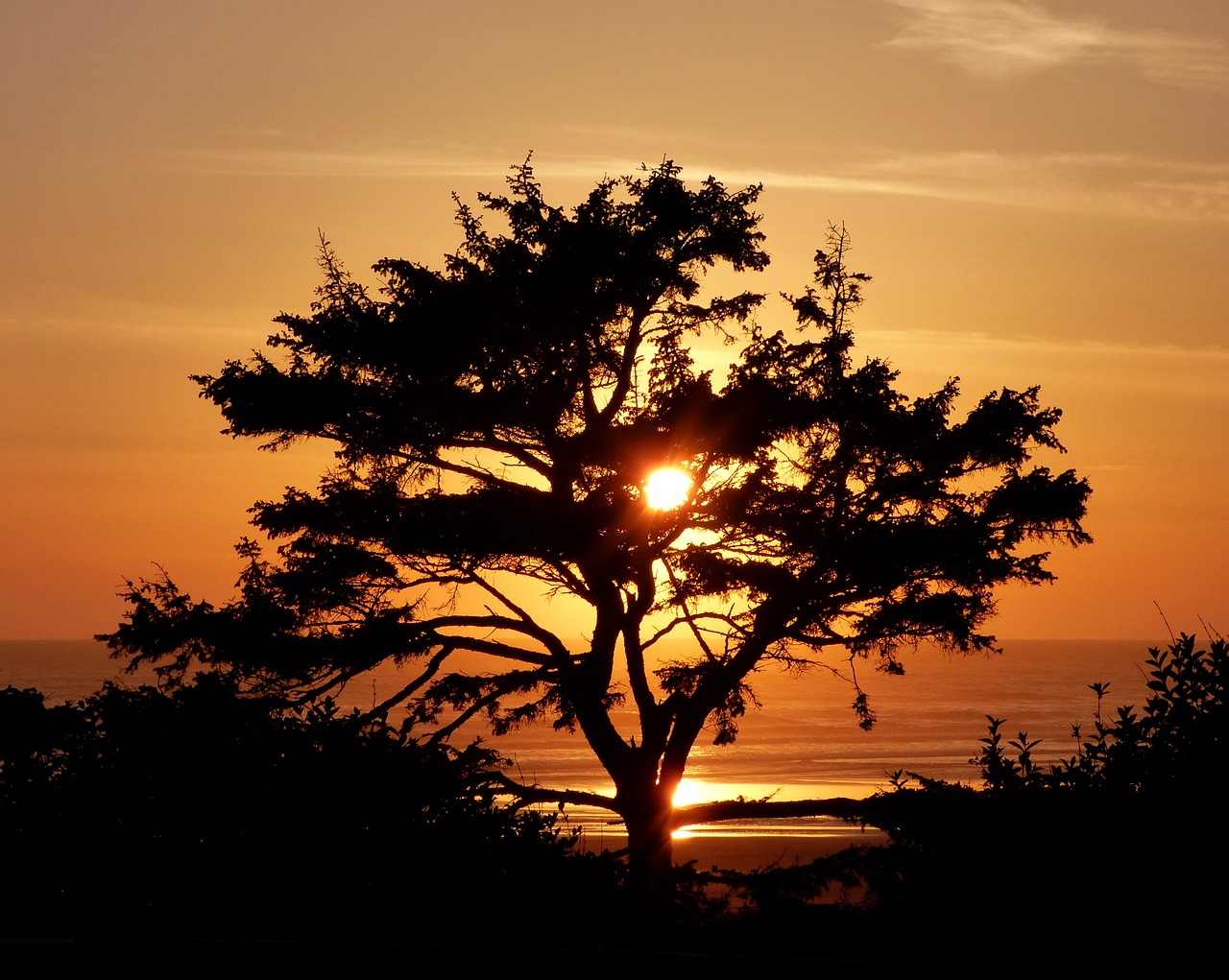 Image - sunset tree silhouette ocean beach