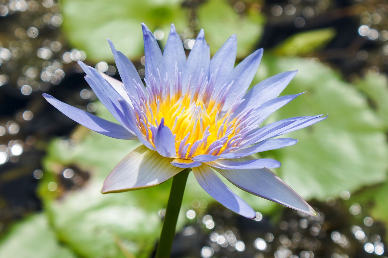 Image - lotus lily flo flower water plant