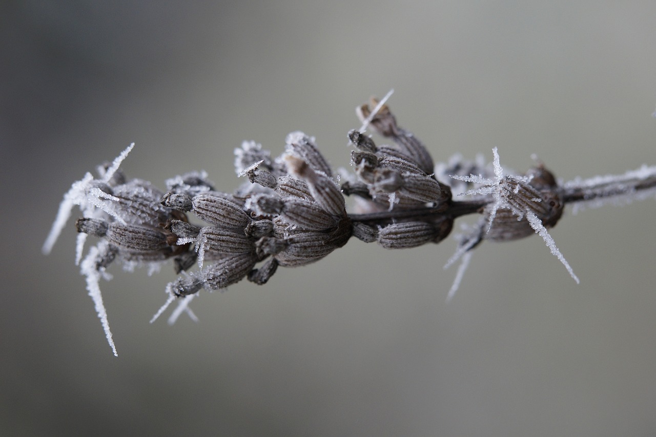 Image - lavender ice icy frozen winter