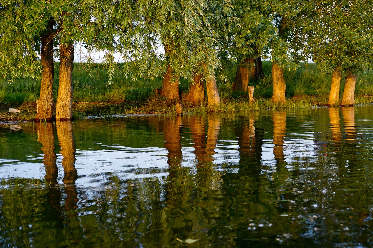 Image - river water sunset trees nature