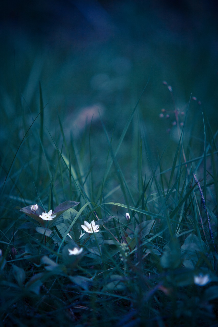 Image - summer flower wood anemone