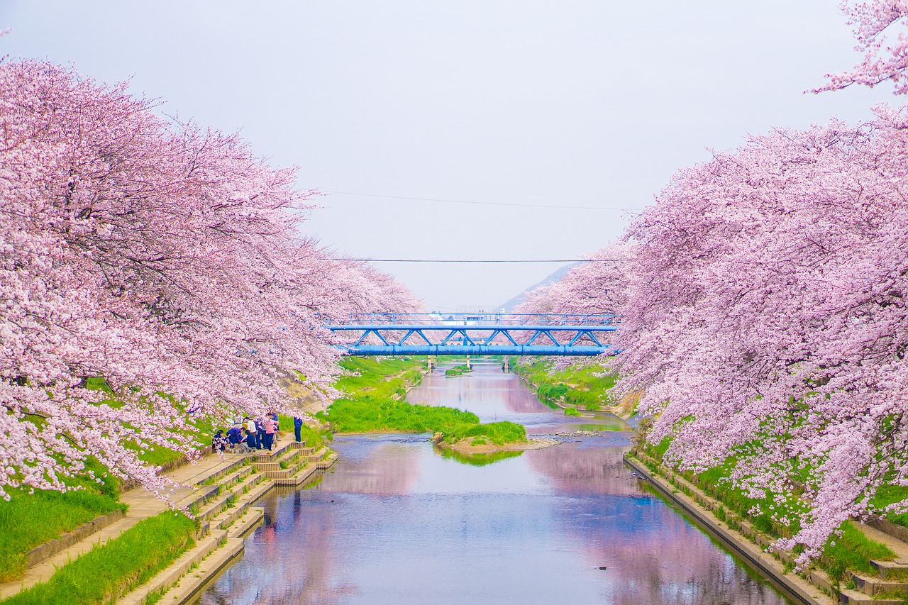 Image - cherry river blue sky japan green