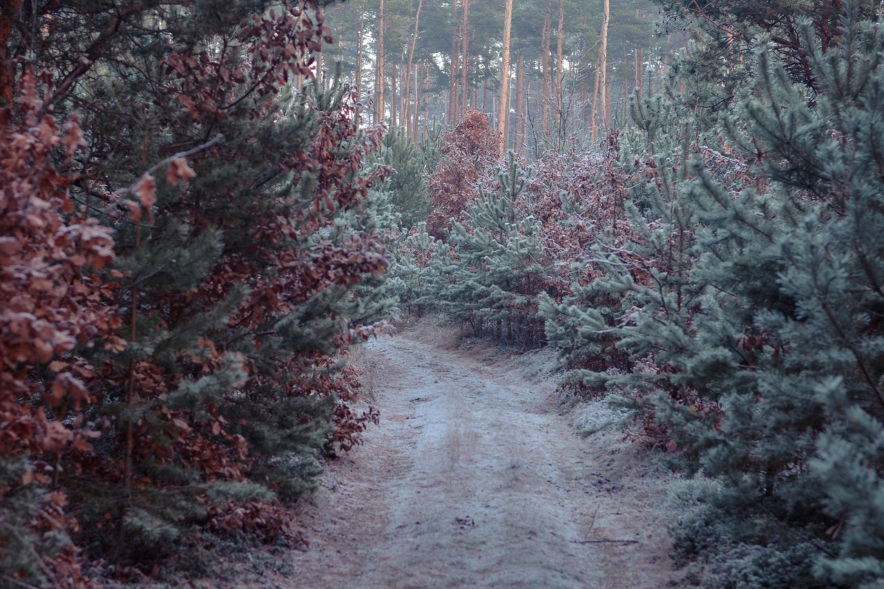 Image - winter forest away frost ice cold