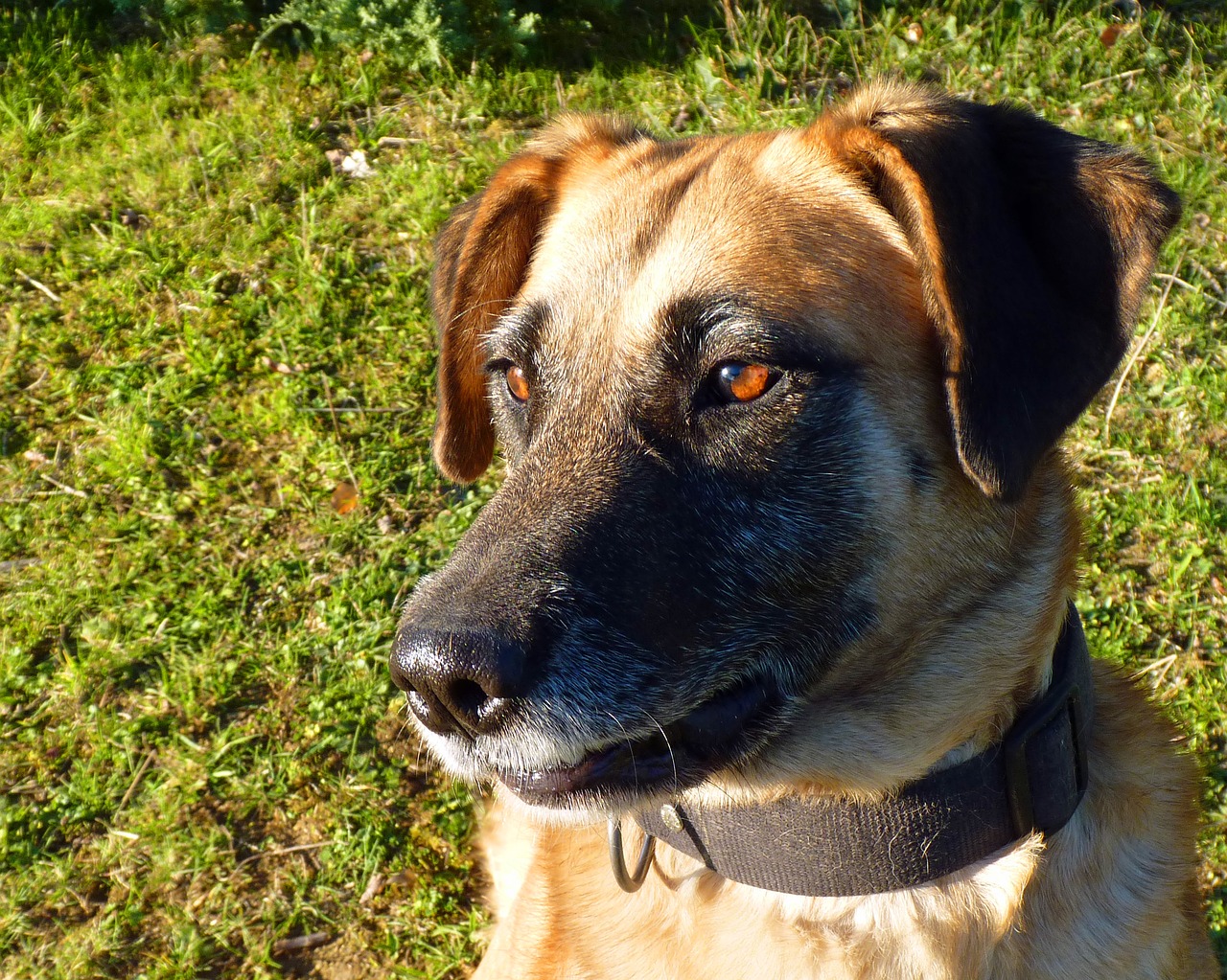 Image - animal dog canidae portrait