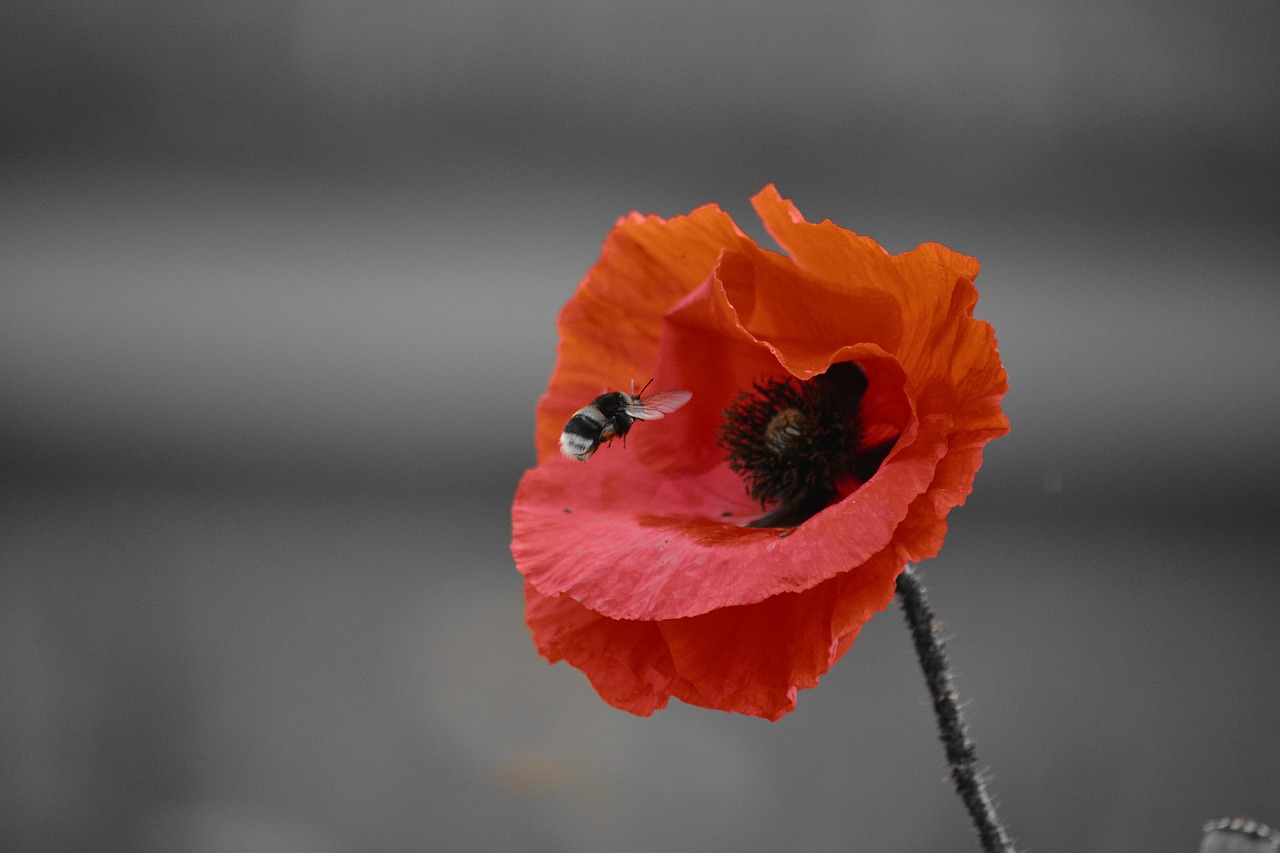 Image - bourdon poppy fields nature flower