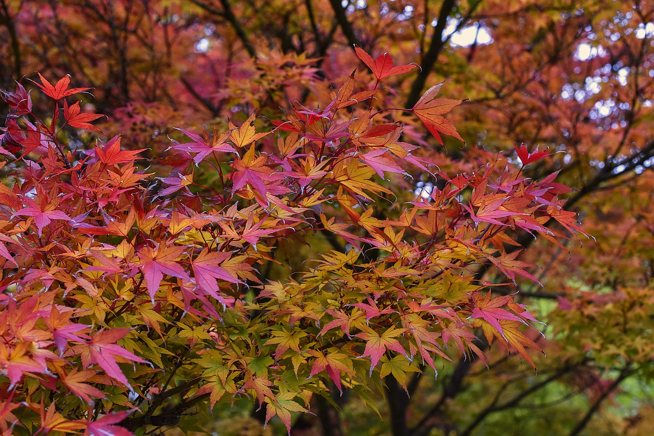 Image - japanese maple maple acer palmatum