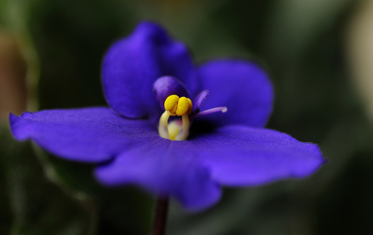 Image - flower sympolia macro