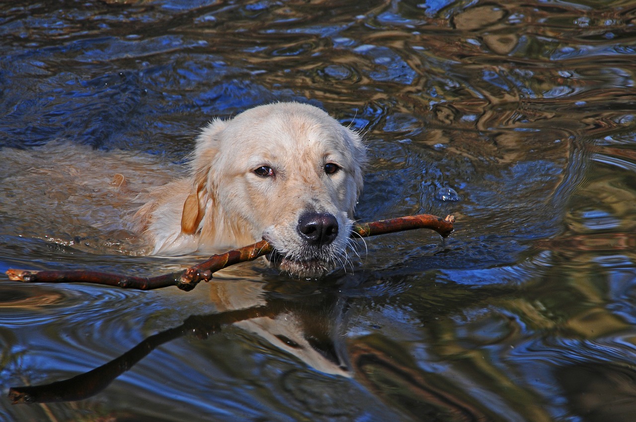 Image - dog swim animal pond water stick