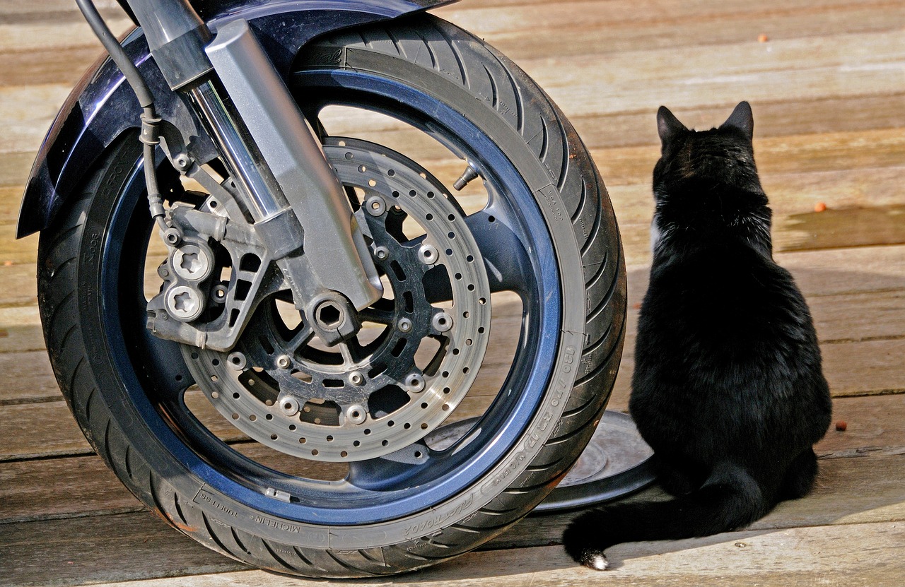 Image - motorcycle wheel cat