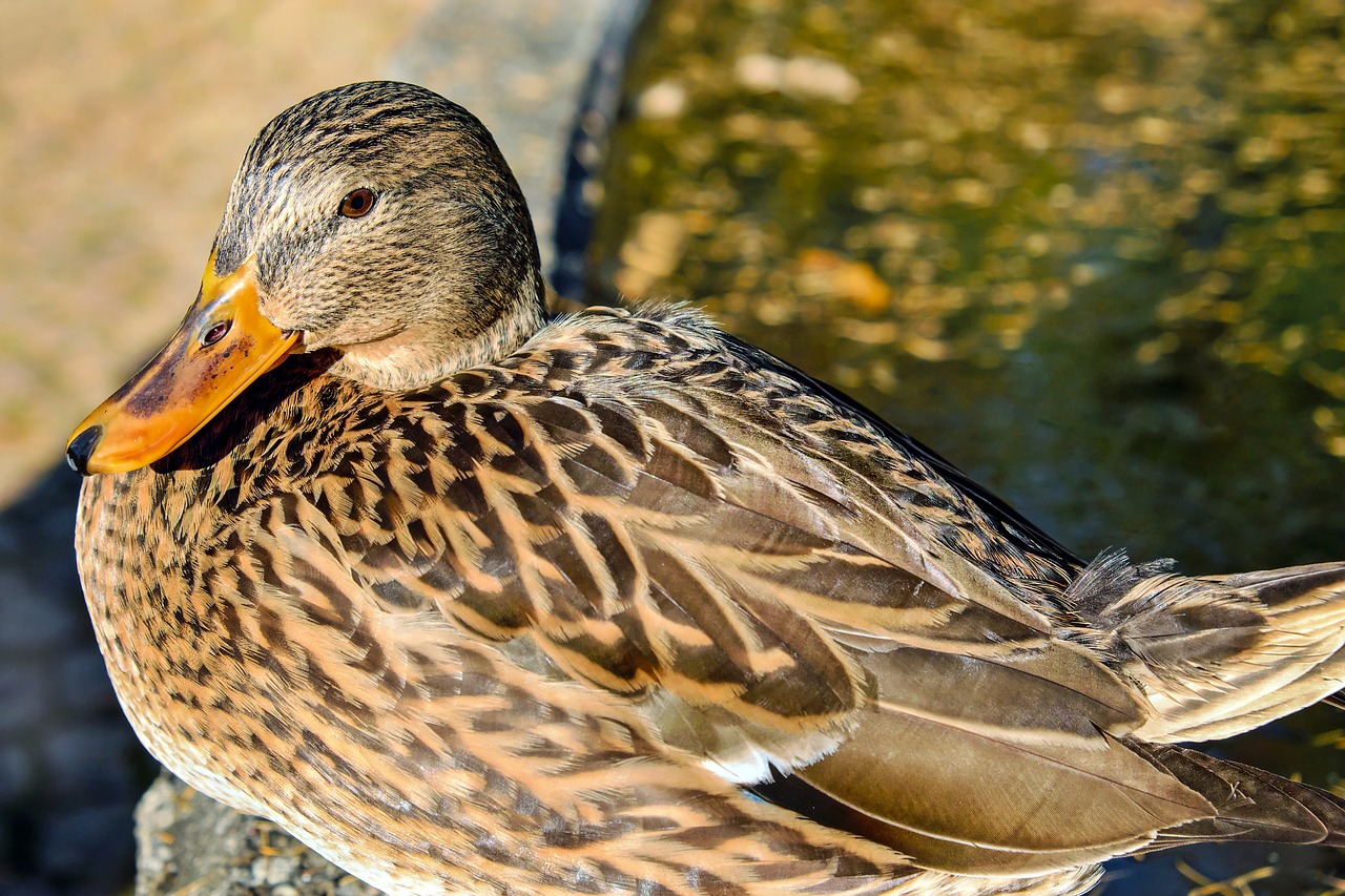 Image - duck bird water bird animal