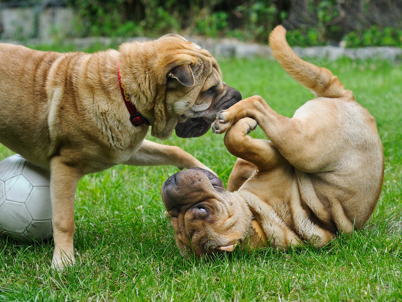 Image - dog sharpei play two animal